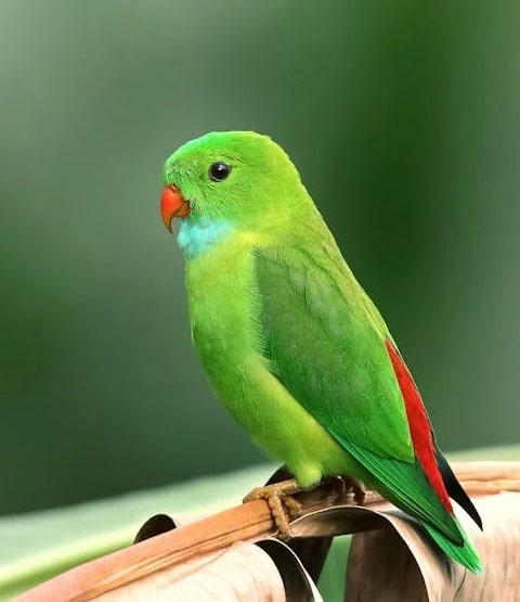 Burung Gacor 1