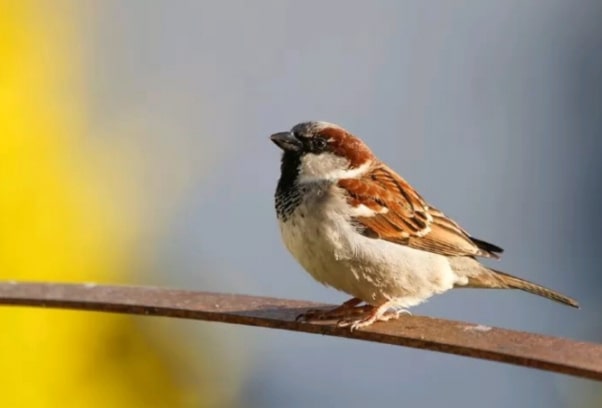 Burung Gacor 3